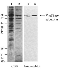 V-ATPase, A | vacuolar H+-ATPase subunit A in the group Antibodies Plant/Algal / Membrane Transport System / Vacuolar membrane at Agrisera AB (Antibodies for research) (AS09 502)